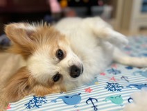 ポメパピさんプロフィール画像