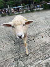 ＊Hallune＊さんプロフィール画像