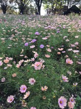 *冬花*さんプロフィール画像