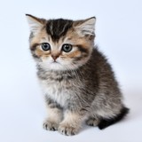 こねこ様さんプロフィール画像
