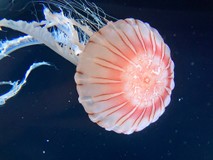 ごましお0725さんプロフィール画像