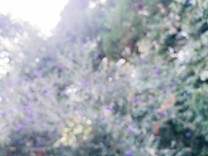 ハ/セ