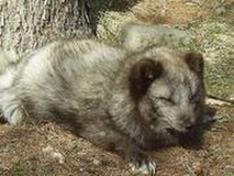 ラビひなさんプロフィール画像