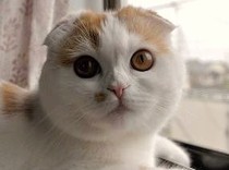 らうみか