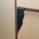 ベンケイソウ