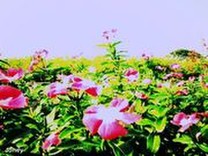 ★★ジョニィ★★
