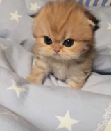 あからがおんなさんプロフィール画像