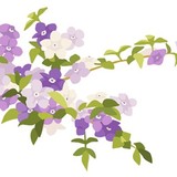 もも--さんプロフィール画像