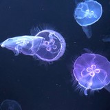 タコクラゲさんプロフィール画像