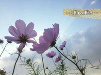 ぼんぼに