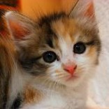 ちぇろす