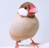 シナモン番鳥さんプロフィール画像