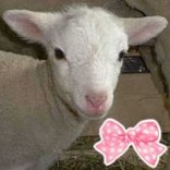 ラムビー