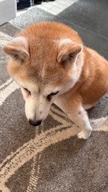 かちま8855