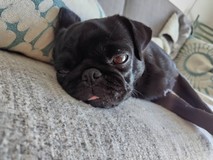 MoguPeroさんプロフィール画像