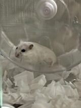 ニックラバーさんプロフィール画像