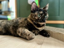 ゆめびこ