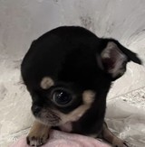 ゆゆにゃんこさんプロフィール画像