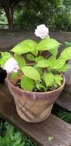 【お福分】　紫陽花は好きですか　【解決済後もOKです】