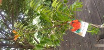 お福分です。　夏といえば何の花？　【解決済OK】