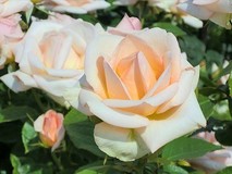 *mamizo*さんプロフィール画像