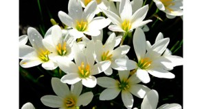 ＊Zephyranthes＊さんプロフィール画像