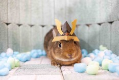 さとうに