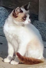 んな"ぁぁぁ！！(ΦωΦ)