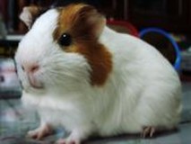 ちょびモルさんプロフィール画像