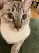 ももふし