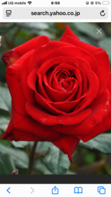 好きなお花はROSE