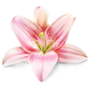 **怜華**