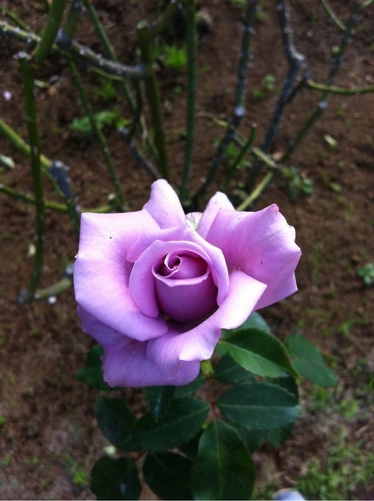 紫の秋バラ マダム ヴィオレ Fleuraisonさんのブログ Cosme アットコスメ