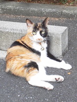 キュインキュイン