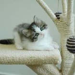 ゃっすん