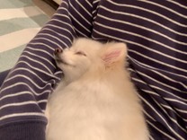 ヘンミン