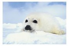 白いゴマちゃんさんプロフィール画像