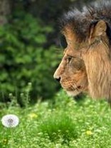 ジャスジャス