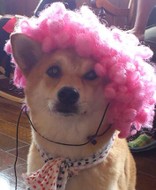 ひゅんこ