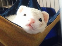 ﾕｰｿﾞｯﾀ