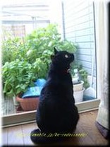 コロ助ｖｖ