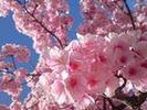 お花見に似合うメイク