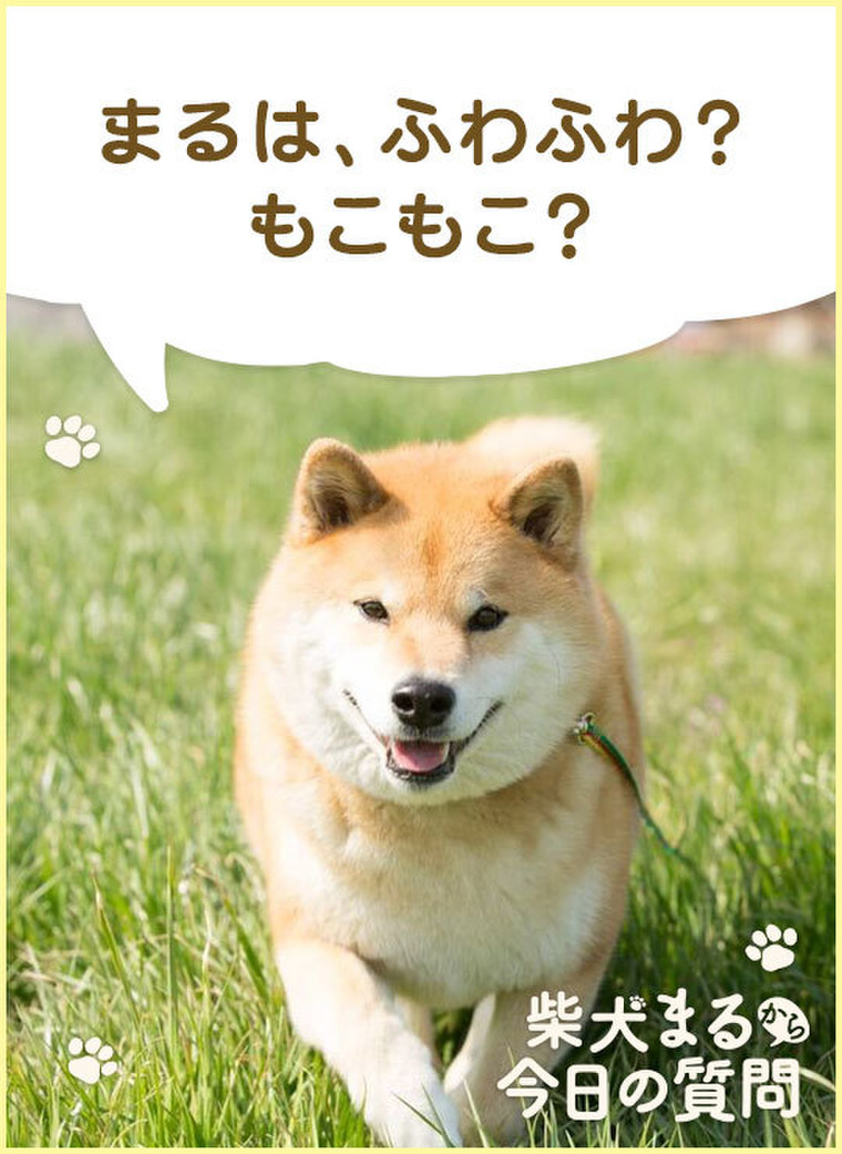 柴犬まるからの質問 ふわふわ と もこもこ どっちが好き かのんかのんママりんさんのブログ Cosme アットコスメ