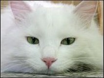 シュレーディンガーの猫さんプロフィール画像