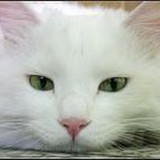シュレーディンガーの猫さんプロフィール画像