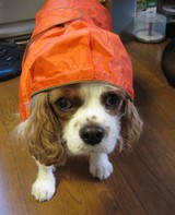 祈沙羅さんプロフィール画像