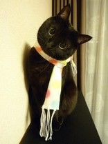 ぬーぽん
