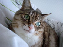 北野ぱぴえ