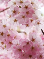 かんだみゆっぺ