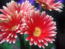 pinkish